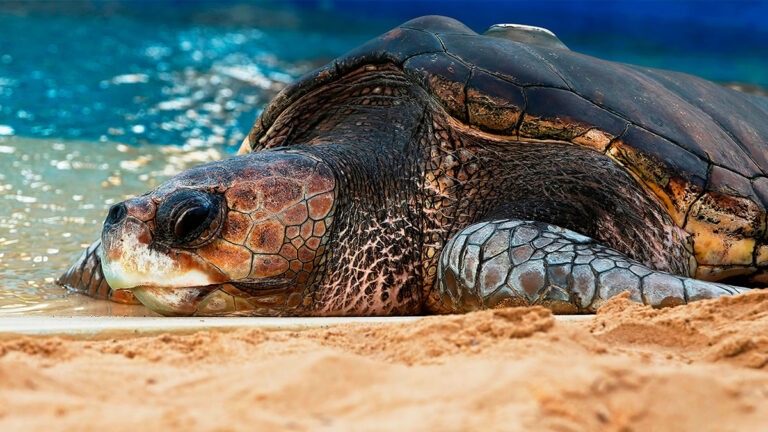 Praia do Forte: Guia completo com dicas de atividades e lugares para comer