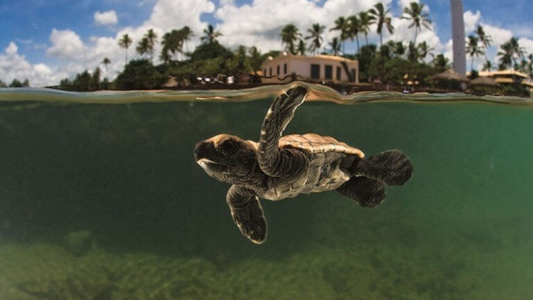 Festival Tempero no Forte 2021: fizemos a nossa seleção