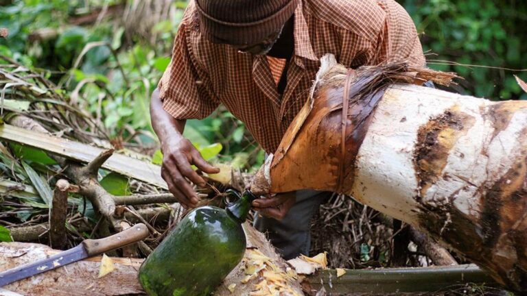 Você conhece o vinho de dendê? Descubra