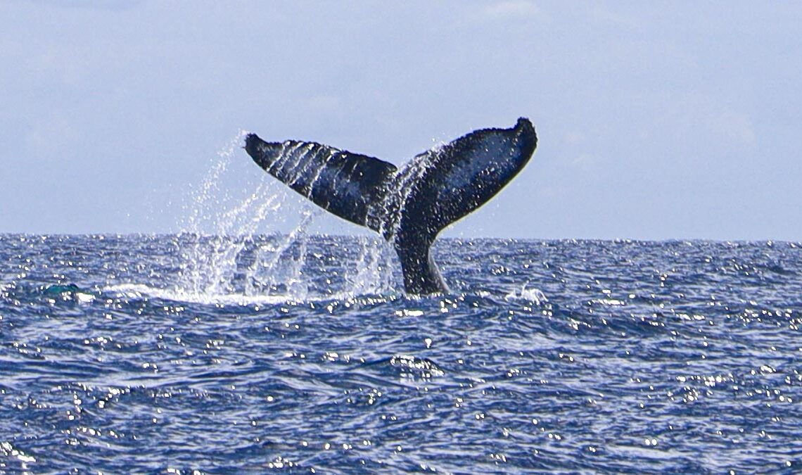 Baleias Jubarte