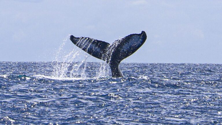 Ecoturismo: Morro de São Paulo e Boipeba terão passeios para a temporada das Baleias Jubarte