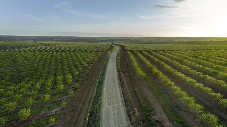Saiba o que é Olivoturismo e descubra 3 formas de experienciar os melhores azeites de Portugal
