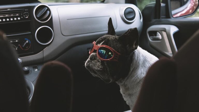 5 dicas na hora de escolher um hotel pet friendly