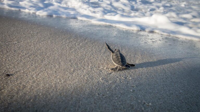 Tempero no Forte 2022 tem novo formato em parceria com Projeto Tamar