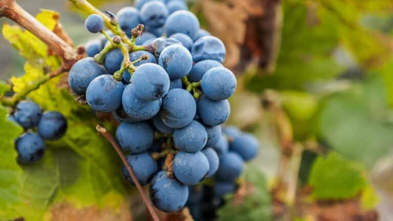 Dia do Malbec ou Malbec Day: a celebração da uva francesa mais argentina do mundo!