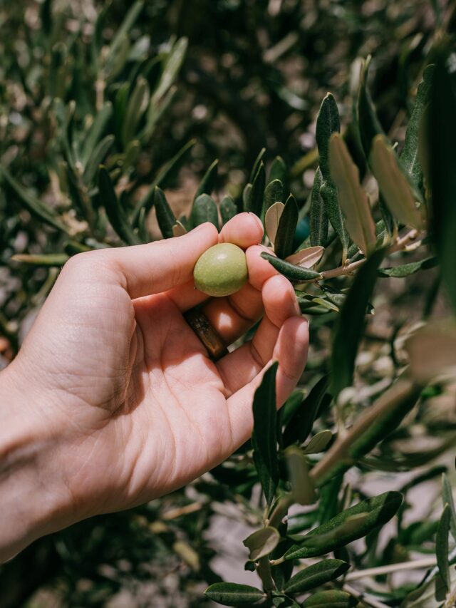 Experiência sensorial com azeite Roteiro de sabores no Alentejo