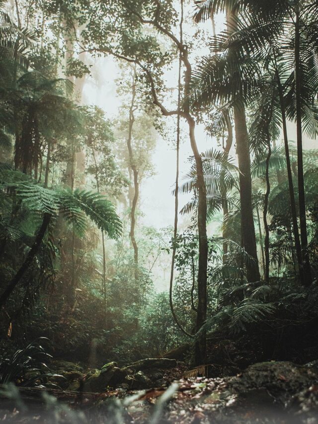 amazonia-descobrindo