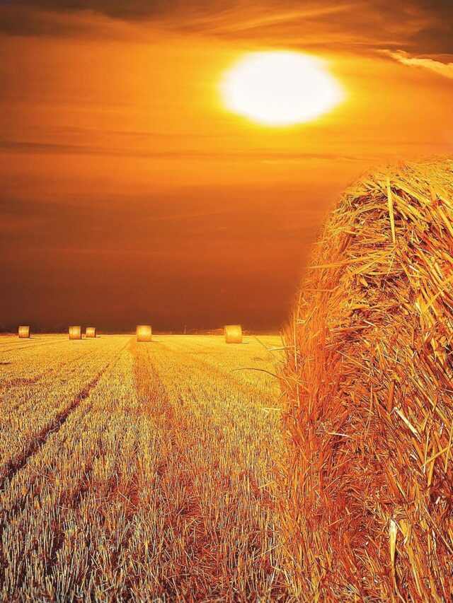 campo-de-trigo