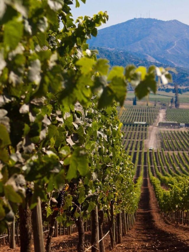 Vinhos Chilenos: Um Mundo de Sabores a Descobrir