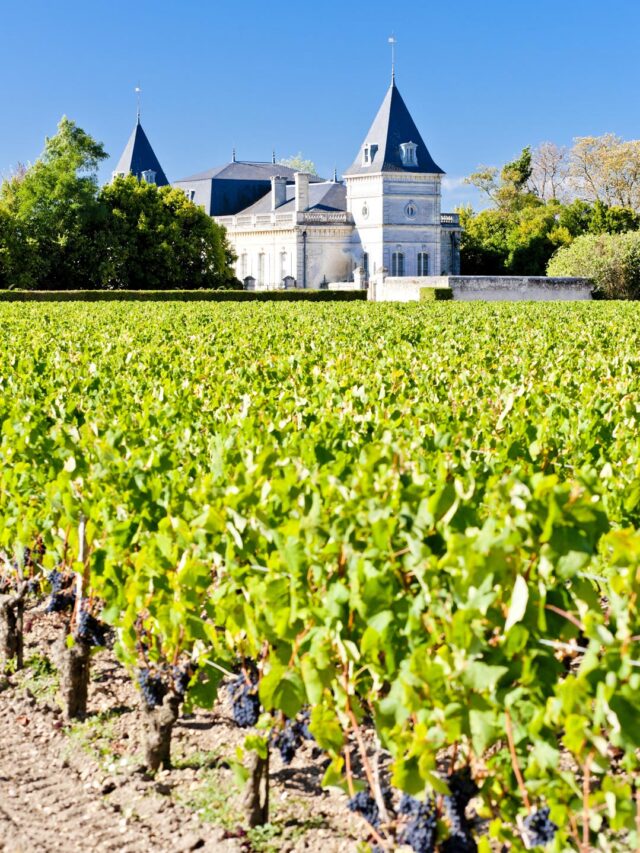Bordeaux: Uma Jornada Pelos Vinhos de Classe Mundial