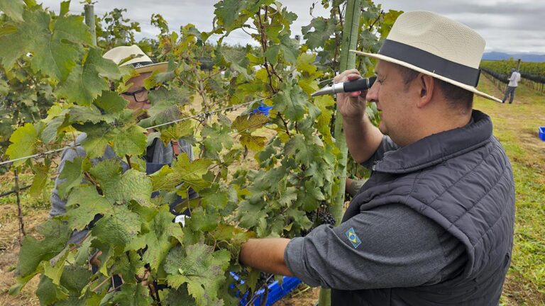 Imersão Vindima UVVA 2024: Colheita de Vinhos na Chapada Diamantina