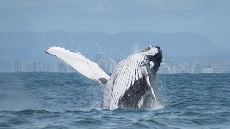 Temporada das Baleias em Ilhéus: Um espetáculo da natureza com 95% de chance de avistagem