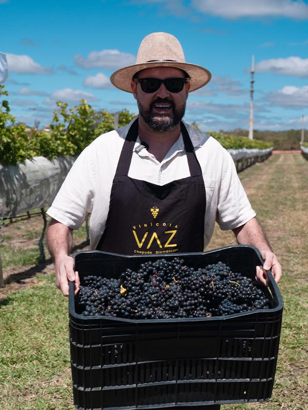 Vindima na Bahia? A magia do vinho floresce em Morro do Chapéu Vindima da Vinícola Vaz