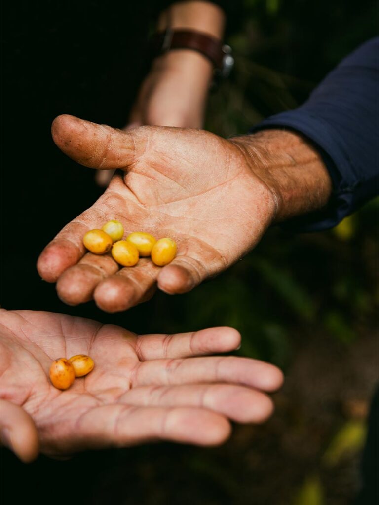 Do grão ao festival: como os eventos independentes estão educando o paladar brasileiro festival de cafes 03