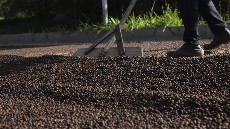 Rota dos Cafés Especiais do Planalto da Conquista: a Bahia das montanhas que você ainda não conhece