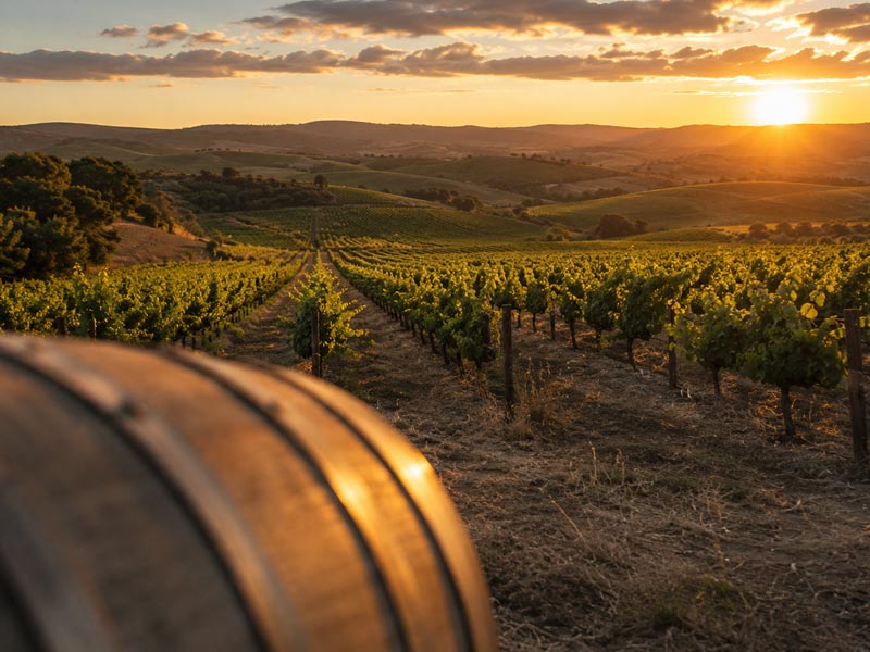 Como Começar a Gostar de Vinho: por Onde Realmente Se Começa como comecar a gostar de vinhos 2