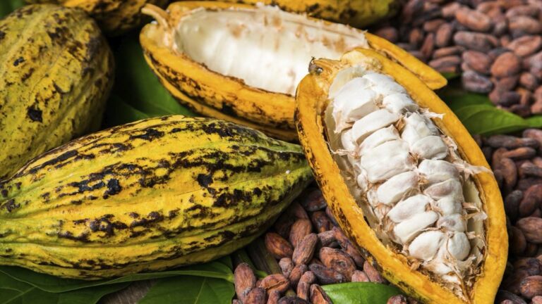Festival Tempero Bahia 2026 chega à 9ª edição com os sabores da Mata Atlântica